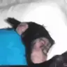 acorda emote