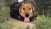 traindog emote