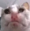 uglycat