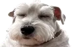 chudjam emote