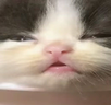 auhh emote