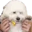 FarleyPaws