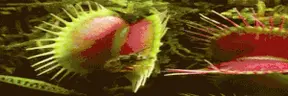 PlantaCarnivora emote