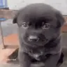 poke emote