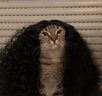cucugato emote