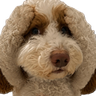 FloofyNotLikeThis emote
