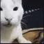 GatoJeje