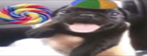 DOGFELIZ