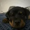 af emote