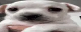 MEDO