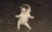 catDance