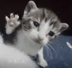 4que emote