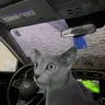 Catwash emote
