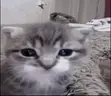 wotdatmean emote