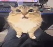 caking emote