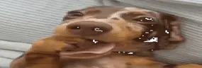 nuquidito emote