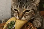 CatTaco emote