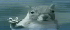 DIESOFDESPAIR emote