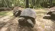 turtleGang