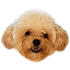 GAMJA