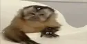 masqueico