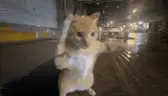 porrada emote