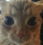 Catare