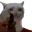 CatGun