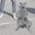 YOOOCATBEHITTINTHESILENTO