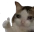 okMEOW