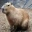 Capybara