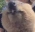 quokkaEat