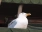 gullScream