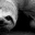 GIGASLOTH