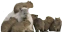 CapyCouncil