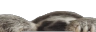 wideSlothy