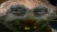 xddbriish