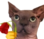 sadcatrose emote in 7TV