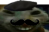 xouioui