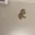 catFalling