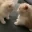 twocatsfightingonacouch