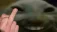xddmiddlefinger