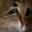 MEOW