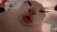1x.gif
