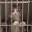 jail