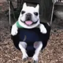 pibbies