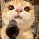 hawnch0