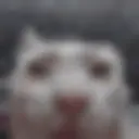 0dez