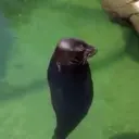 tomfooluhry