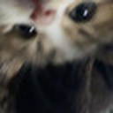 lieonie
